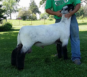 Stockman
